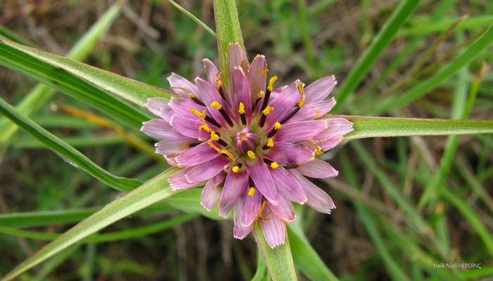 Atalarımız Bu Bitkilerin Hepsini Tanıyorlardı, Ya Siz?